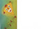 Vliegerpapier Folia 70x100cm - transparant wit