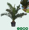 Dadelpalm Phoenix canariensis 187,5 cm