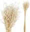 PTMD Gedroogde Bladeren Avena Grasstruik - 45 x 12 x 75 cm - Wit