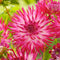 Plant in a Box - Dahlia 'Dutch Explosion' - set van 3 - zomerbloeiers - dahliaknollen - tuinbloemen - Roze