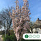 Japanse zuil sierkers - Prunus serr. ‘Amanogawa' 200 - 300 cm totaalhoogte (6 - 10 cm stamomtrek)