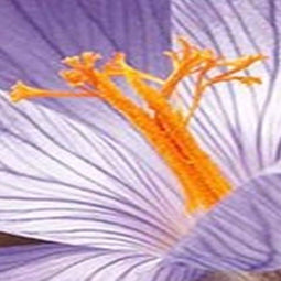 5 stuks - JUB - Crocus speciosus 8 bollen