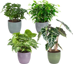 Combibox kamerplanten met Bergamo keramiek sierpot in trendy kleuren – ↨ 25cm – ⌀ 12cm