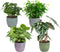 Combibox kamerplanten met Bergamo keramiek sierpot in trendy kleuren – ↨ 25cm – ⌀ 12cm