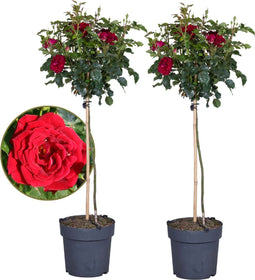 Plant in a Box - Rosa Palace 'Pride' - Set van 2 - Rode stamrozen Winterharde planten - Pot 19cm - Hoogte 80-100cm