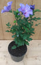 Hibiscus struik Blauw 40 cm