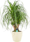 Beaucarnea Vertakt met Elho brussels soap ↨ 80cm - hoge kwaliteit planten