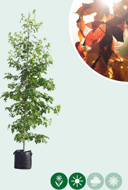 Amberboom laagstam | Liquidambar styraciflua | Bomenbezorgd.nl