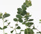Plant in a Box - Eucalyptus 'Baby Blue' - Set van 2 - Eucalyptusstruiken - ⌀15cm - Hoogte 35-45 cm