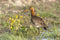 Customize it - Tuinschilderij limosa lim 130x70