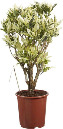 Choice of Green - Codiaeum Tamara Croton - Hoogte 100 cm - Diameter pot 27 cm