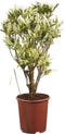 Choice of Green - Codiaeum Tamara Croton - Hoogte 100 cm - Diameter pot 27 cm