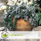 Plant in a Box - Rosmarinus Capri - Set de 3 - Rozemarijn winterharde vaste plant - Rosemary plant - Pot 13cm - Hoogte 20-30cm