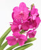 Plant in a Box - Vanda 'Botanica' in terracotta hangpot - Orchidee - Roze - ⌀12cm - Hoogte 50cm