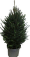 Kerstboom Picea glauca Super Green ↨ 110cm - hoge kwaliteit planten