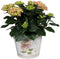 Goed & Groen - Decorum Hydrangea Bol Roze in Bucket - ↨ 40cm - Potmaat 23 - Exclusieve Kwaliteit Planten - Kamer Plant - Kamerplanten - Sfeer - Interieur