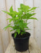 Hello Plants Hydrangea Arborescens Strong Annabelle Hortensia - Wit - Ø 19 cm - Hoogte: 30 cm