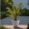 Plant in a Box - Phoenix Canariensis - Pot 15cm - Hoogte 50-60cm - Winterhard - Dadelpalm