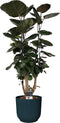 Decorum Polyscias Fabian vertakt in ELHO Vibes Blauw - JoGrow - Groene plant- Hoogte 85 cm