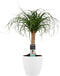 Beaucarnea Recht met Elho brussels white ↨ 55cm - hoge kwaliteit planten