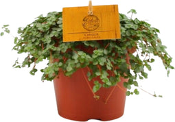 Goed & Groen - Pilea glaucophylla 'Greyzy' - ↨ 20cm - Potmaat 12 - Exclusieve Kwaliteit Planten - Kamer Plant - Kamerplanten - Sfeer - Interieur