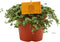Goed & Groen - Pilea glaucophylla 'Greyzy' - ↨ 20cm - Potmaat 12 - Exclusieve Kwaliteit Planten - Kamer Plant - Kamerplanten - Sfeer - Interieur