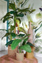 Mica Decorations Flesvaas - Groot - Gerecycled glas - Taupe - 21 x 100 cm