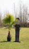 Mexicaanse Waaierpalm Wasthingtonia Robusta - 40-50 cm Stamhoogte