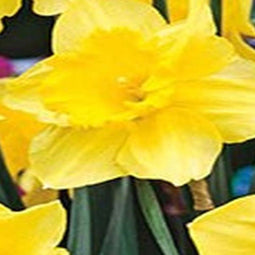 3 stuks - JUB - Narcissus Carlton 12 bollen