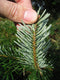 FURNILUX Nordmann Kerstboom - 450 - 500 cm - Naaldvast - Diepgroen