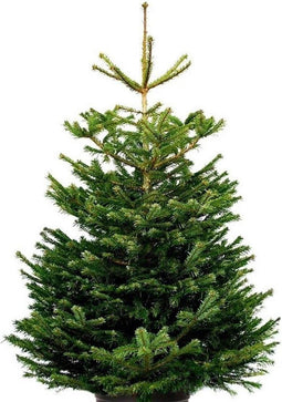 Plant&More Nordmann Kerstboom - 270-300 cm - Zonder Kluit