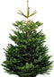 Plant&More Nordmann Kerstboom - 270-300 cm - Zonder Kluit