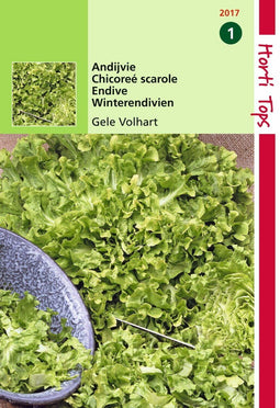 2 stuks - Hortitops - Andijvie Blonde A Coeur Plein Gele