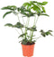 Philodendron Green Wonder