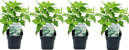Plant in a Box - Hydrangea arborescens Annabelle - Set van 4 - Populaire tuinplant - Pot 17cm - Hoogte 30-40cm