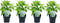 Plant in a Box - Hydrangea arborescens Annabelle - Set van 4 - Populaire tuinplant - Pot 17cm - Hoogte 30-40cm