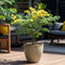 Plant in a Box - Mimosa acacia dealbata - Set van 2 - Mimosa struik - Mimosa met mooie helder gele bloemen - Pot 15cm - Hoogte 40-50cm