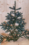 Kerstgroen grote Nobilis tak circa 60 cm