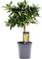 Citrus Kumquat ↨ 50cm - hoge kwaliteit planten