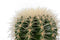 Cactus van Botanicly – Schoonmoedersstoel in een terracotta schaal als set – Hoogte: 17 cm – Echinocactus Grusonii