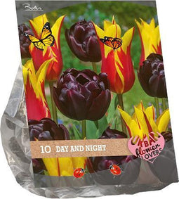 Urban Flowers bloembollen – Day and Night - 2 x 10 stuks