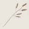 Urban Nature Culture Planta decorative Cereal 5-stem Natural / Banana leaf