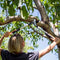 Fiskars PowerGear X LX94 - Takkenschaar Bypass M - 64 cm - Snijkracht tot Ø 50 mm
