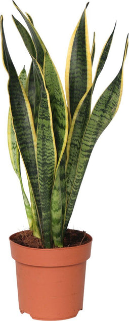 Plant in a Box - Sansevieria Laurentii - Makkelijke Kamerplant - Vrouwentong - Pot 14cm - Hoogte 40-50cm