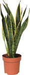 Plant in a Box - Sansevieria Laurentii - Makkelijke Kamerplant - Vrouwentong - Pot 14cm - Hoogte 40-50cm