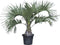 Geleipalm Butia capitata 110 cm