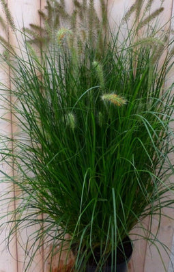 Lampepoetsergras GROOT 100 cm