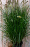Lampepoetsergras GROOT 100 cm