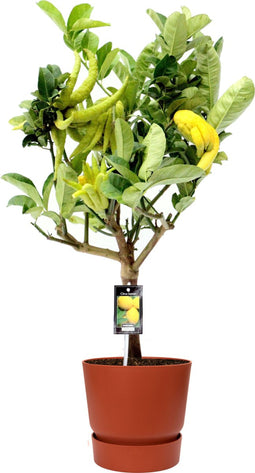 Citrus Hand of Buddha in ELHO outdoor sierpot Greenville Rond (brique) ↨ 80cm - hoge kwaliteit planten