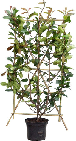 2 stuks! Photinia haagelement Photinia fraseri Red Robin 150 cm